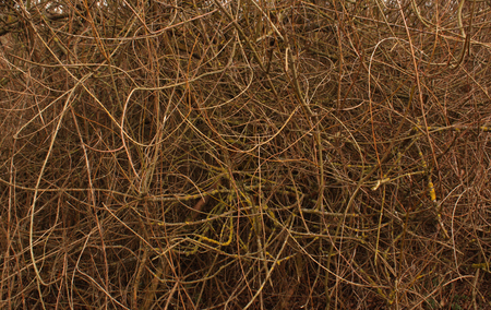 Bush texture. Natural background.の写真素材