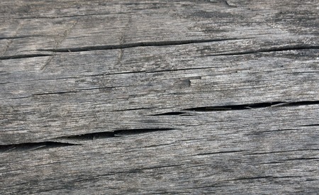 Tree without bark texture. Natural background.の写真素材