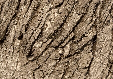 Tree bark texture. Natural background.