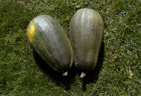 Two green and yellow squashes. Agricultural background.の写真素材