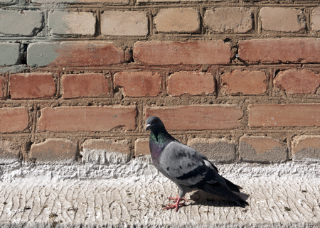 Pigeon on brick wall. Urban background.の写真素材