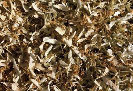 Dry linden flowers pile. Natural medical ingredientsの写真素材