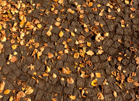 Fallen orange leaves on pavement. Seasonal background.の写真素材