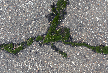 Damaged asphalt texture with moss. Urban background.の写真素材