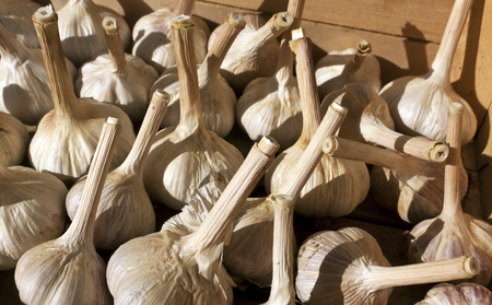Dry garlic in crate. Food and ingredients.の写真素材