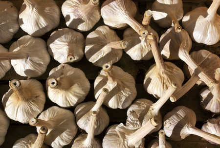 Pile of dry garlic. Food and ingredientsの写真素材