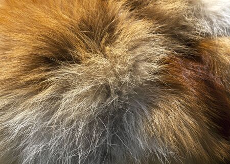 Fox fur texture. Background and textures.の写真素材