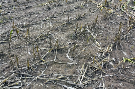 Corn crop residues. Agriculture, season works.の写真素材