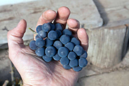 Grapes in farmer's hand. Food and ingredients.の写真素材