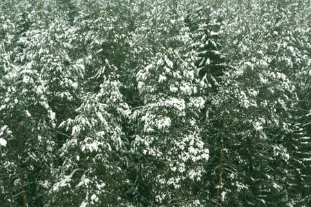 Spruce trees under snow. Seasonal background.