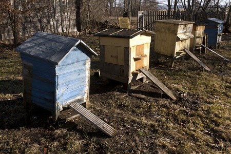 Bee hives in spring. Farming and agriculture.