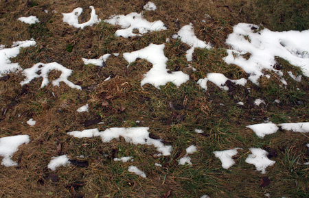 Snow on grass surface. Spring seasonal background.の写真素材