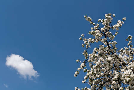 Apple tree in blossom against blue sky. Seasonal natural background