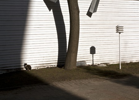 Cat on the sun near tree. Nature and animals in city.の写真素材