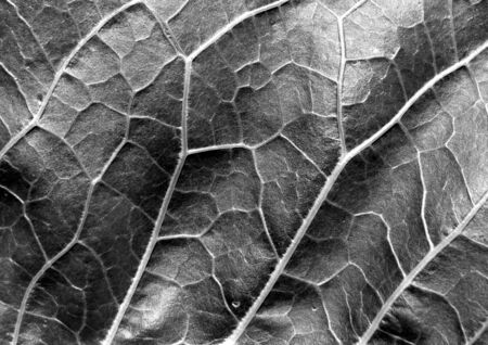 Abstract black and white leaf texture. Natural background and texture.の写真素材