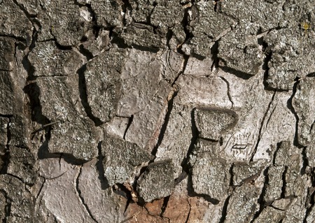 Tree bark surface. Abstract background and texture for design.の写真素材