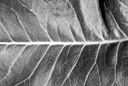 Black and white leaf texture. Abstract background and texture for design.の写真素材