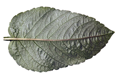 Green leaf on white. Natural background and texture.