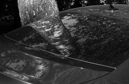 Birch tree reflection in car rear glass in black and white. Urban view and scene.の写真素材