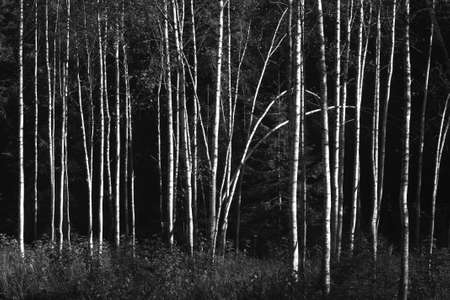 Birch forest in autumn sun in black and white. Natural background.の写真素材