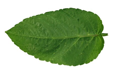 Green flower leaf on white background. Abstract natural backdrop