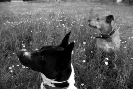 Two dogs in grass in black and white. Domestic pets in nature.の写真素材