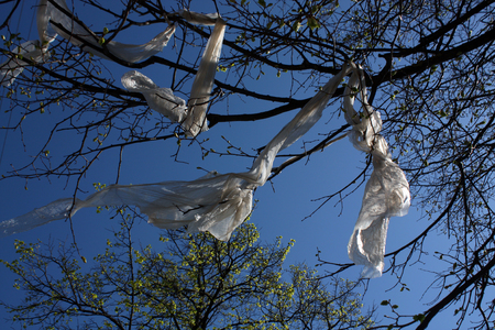Plastic bags on tree branches. Seasonal background.の写真素材