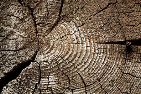 Old log cut macro. Abstract background and texture for design.の写真素材
