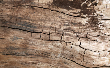 Brown color old log cut macro. Abstract background and texture for design.