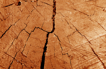 Old dirty tree cut close-up in orange tone. Abstract background and texture for design.の写真素材