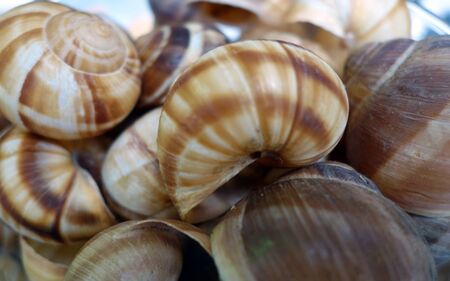 Sea shells surface. Natural texture and background.の写真素材