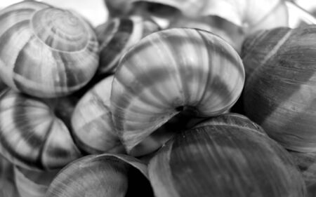 Sea shells surface in black and white. Natural texture and background.の写真素材