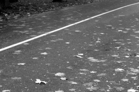 Wet leaves on the road in black and white. Seasonal background for wallpaper or design.の写真素材