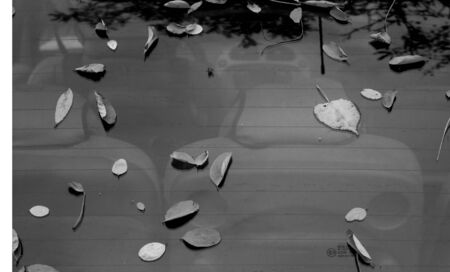 Leaves on car surface in black and white. Seasonal natural background.の写真素材