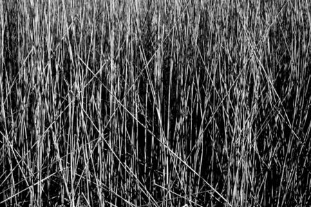 Dry reed texture Natural background                         の写真素材