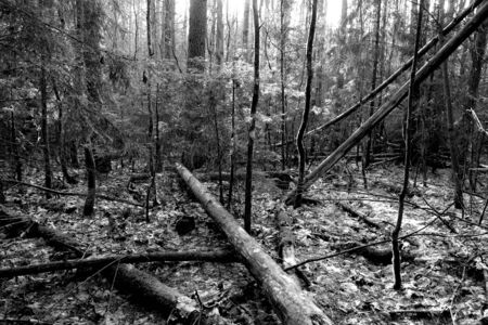 Fallen trees in wood. Natural and wild background