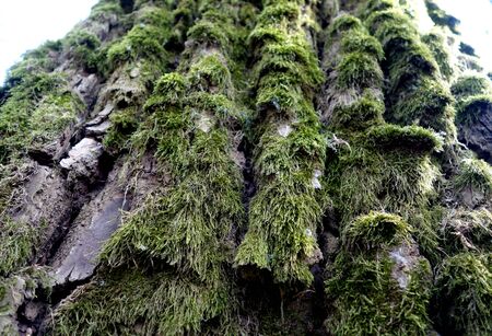 Old tree bark covered with moss. Natural backgroundの写真素材