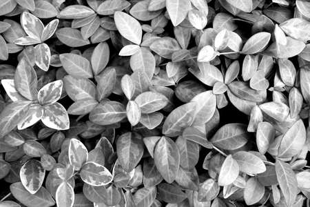 Foliage leaves pattern and view. Abstract natural backgroundの写真素材