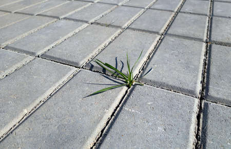 Grass spring growing through pavement walkway. Conceptual background
