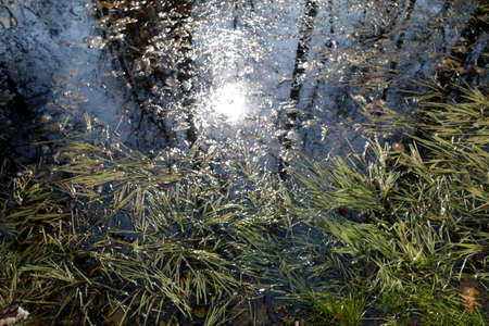 Swamp surface and sun reflection. Seasonal natural view