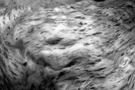 Wooden slab texture covered with stain in black and white. Abstract background and texture for...