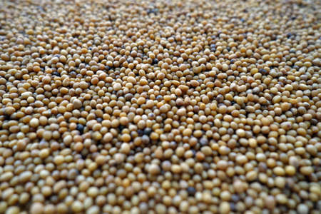 Mustard seeds close-up with blur effect. Food and ingredients background.の写真素材