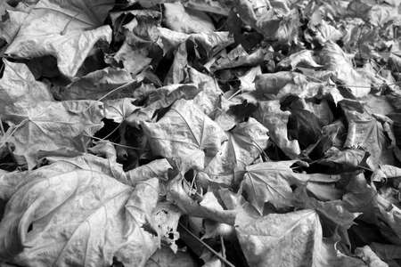 Pile of leaves in autumn in black and white. Seasonal background for wallpaper or design.の写真素材