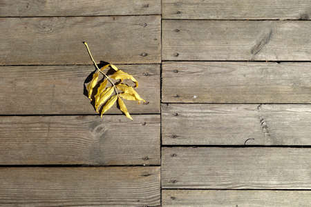 Fallen leaf on wooden terrace floor. Surface and natural pattern.の写真素材