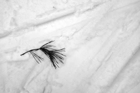 Pine branch lying on snowy road. Seasonal natural background