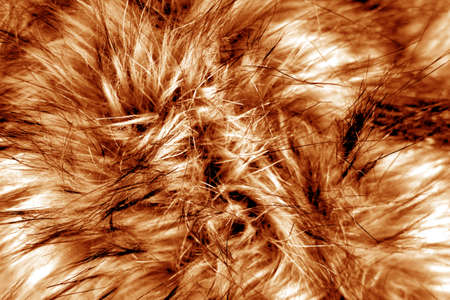 Animal fur close up in orange tone. Abstract background and texture for design.の写真素材