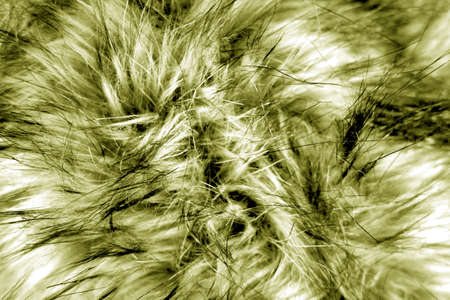 Animal fur close up in yellow tone. Abstract background and texture for design.の写真素材