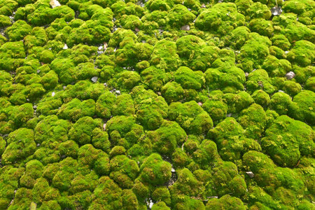 moss texture. Natural background and pattern.の写真素材
