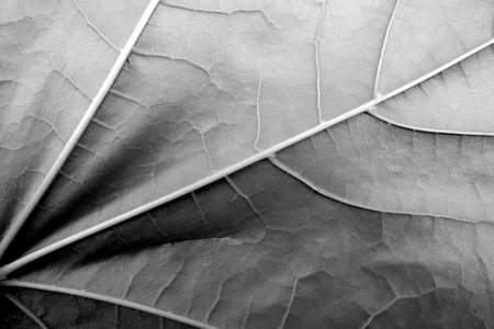 Natural leaf texture in black and white. Natural background and wallpaperの写真素材