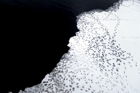Duck steps on snow frozen lake. Seasonal background and sceneの写真素材